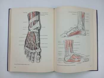 Friedrich Meyer: Künstler Anatomie