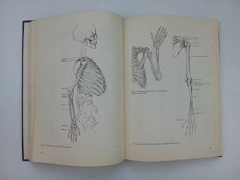 Friedrich Meyer: Künstler Anatomie