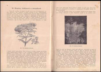 Martin Fulín: Květiny zahradní v zimě venku vytrvalé