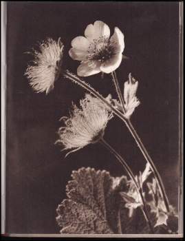 Oldřich Staněk: Kvety Tatier