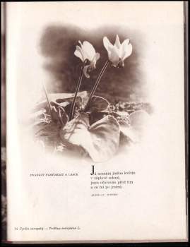 Oldřich Staněk: Kvety Tatier