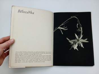 Jaroslav M Petrbok: Kytička Jos. Nerudy