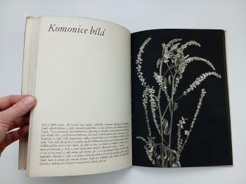 Jaroslav M Petrbok: Kytička Jos. Nerudy