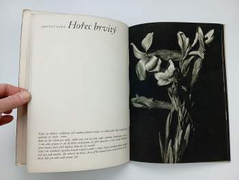 Jaroslav M Petrbok: Kytička Jos. Nerudy