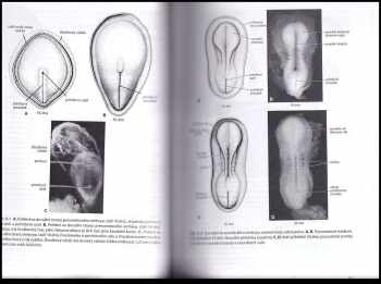 T. W Sadler: Langmanova lékařská embryologie