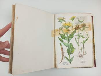 František Dlouhý: Léčivé rostliny