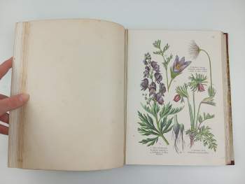 František Dlouhý: Léčivé rostliny