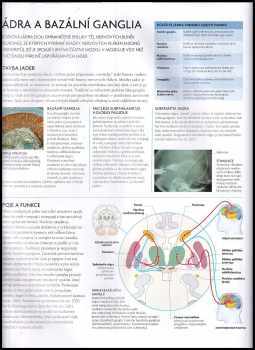Rita Carter: Lidský mozek