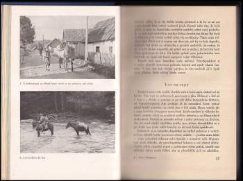 Julius Komárek: Lovy v Karpatech