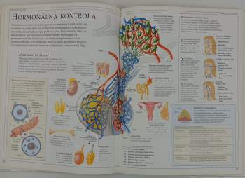 Tony Smith: Ľudské telo