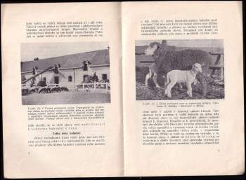 Vilém Kurz: Lze zvýšiti výnos z chovu ovcí?