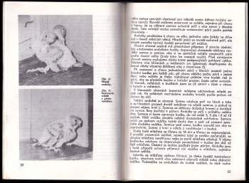 Jan Dienstbier: Malá abeceda chovu andulek