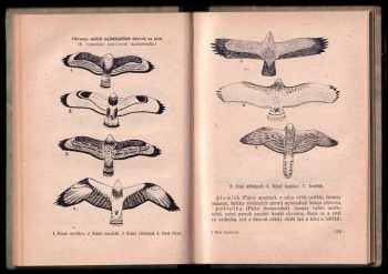 Antonín Dyk: Malá myslivost