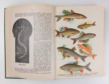 Bohuslav Záborský: Malý Brehm