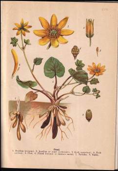 Bohuslav Záborský: Malý Brehm