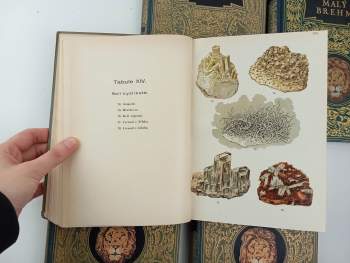 Bohuslav Záborský: Malý Brehm- Plazi, obojživelníci, ryby, měkkýši, členovci a menší živočichové