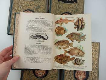 Bohuslav Záborský: Malý Brehm- Plazi, obojživelníci, ryby, měkkýši, členovci a menší živočichové