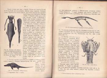 Karel Kopecký: Mineralogie a geologie