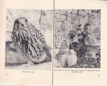 Volkmar Graumüller: Mit Kamera und Feder belauschte Vogelwelt