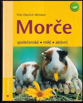Morče
