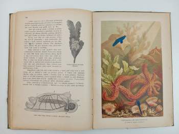 Bohumil Bauše: Moře a jeho tvorstvo