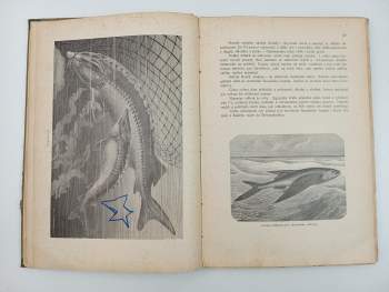 Bohumil Bauše: Moře a jeho tvorstvo