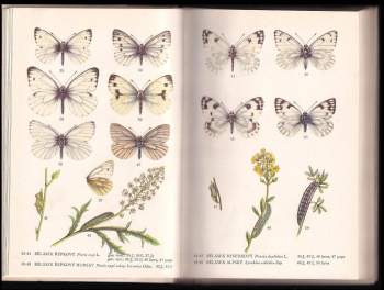 Rudolf Schwarz: Motýli denní