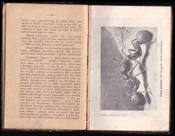 Mravenci, jich život a práce