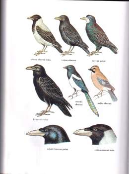 Josef Hromas: Myslivost