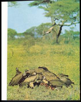 Josef Vágner: Mzuri Africa