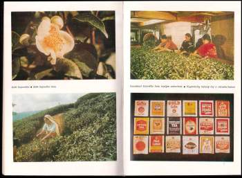 Zdeněk Žáček: Nad šálkem plným vůně