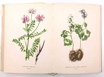 Václav Jirásek: Naše jedovaté rostliny