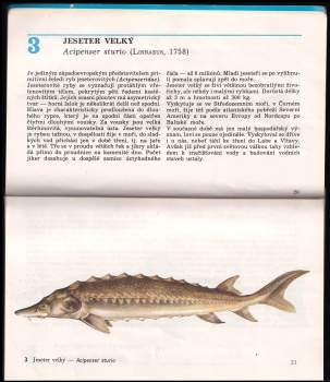 František Reiser: Naše ryby