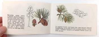 Václav Netušil: Naše stromy