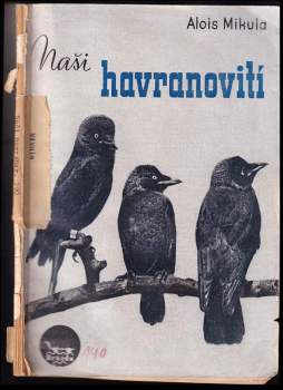 Naši havranovití