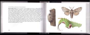 Jiří Zahradník: Naši motýli