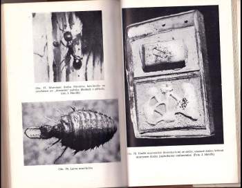 Josef Sadil: Naši mravenci