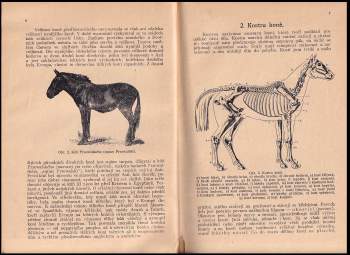 Antonín Lechner: Nauka o koni