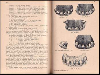 Antonín Lechner: Nauka o koni