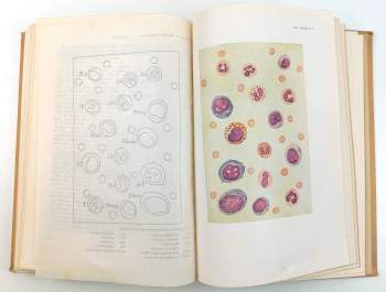 Miloš Netoušek: Nauka o krvi