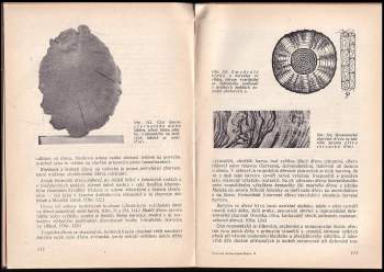 František Jirout: Názorná technologie dřeva