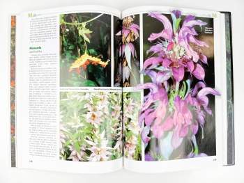 Jiří Haager: Nejhezčí letničky našich zahrad