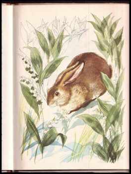 Marie Majerová: Nespokojený králíček