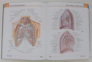 Frank H Netter: Netterův anatomický atlas člověka