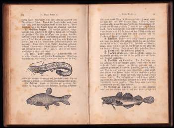 Henriette Davithis: Neues und bewährtes Illustriertes Kochbuch für alle Stände - Zuverlässige Anleitung zur Bereitung der verschiedenartigsten Speisen, Backwerke, Getränke etc. Nach eigener, vieljähriger Erfahrung herausgegeben von H. Davithis. Stereotyp-Ausgabe.