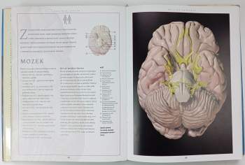 Nový atlas anatomie člověka