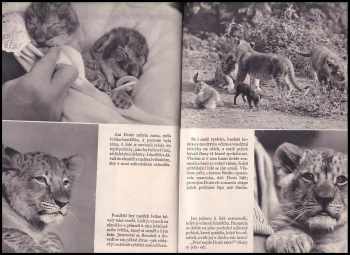 Václav Jan Staněk: O lvíčku Simbovi