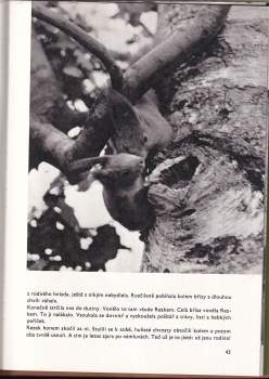 Jaroslav Holeček: O rezaté veverce