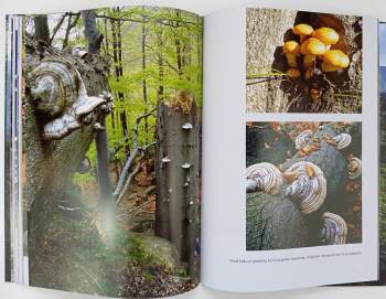 Siegfried Weiss: O věčných proměnách lesa