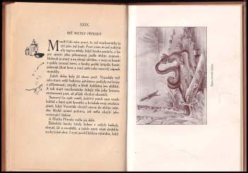 Ernest Thompson Seton: O veveřici